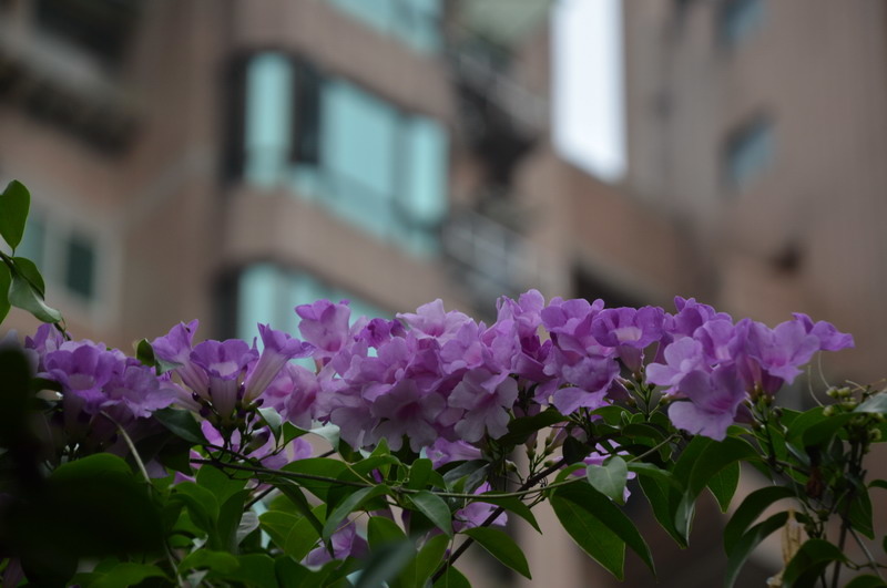 DSC_0008_調整大小 DSC_0008_調整大小