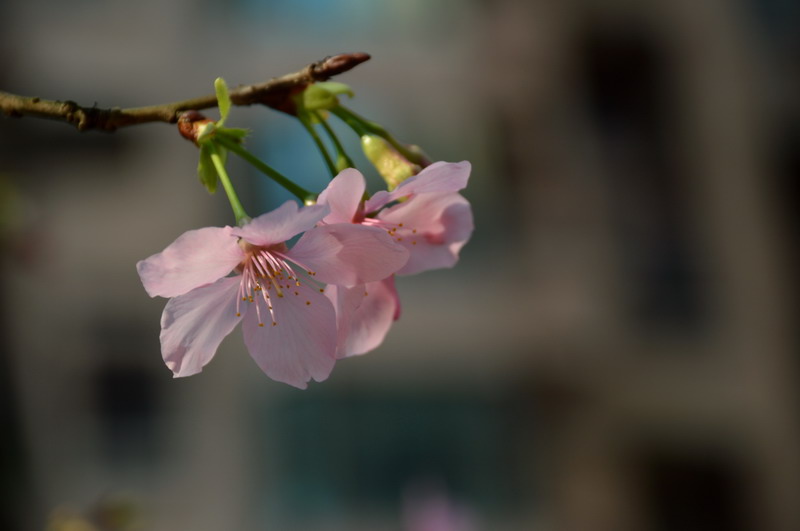 DSC_0186_調整大小 