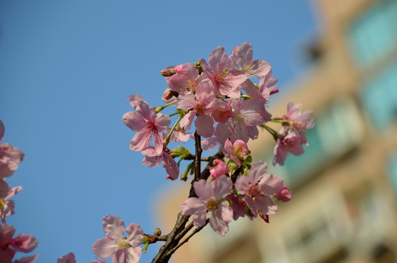 DSC_0197_調整大小 