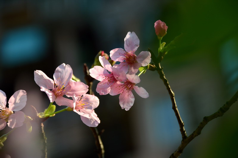 DSC_0221_調整大小 