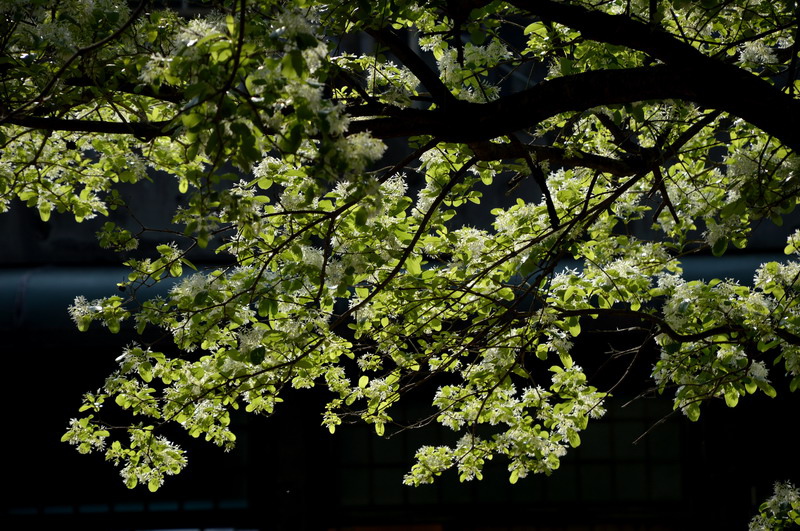 DSC_0230-1_調整大小 DSC_0230-1_調整大小