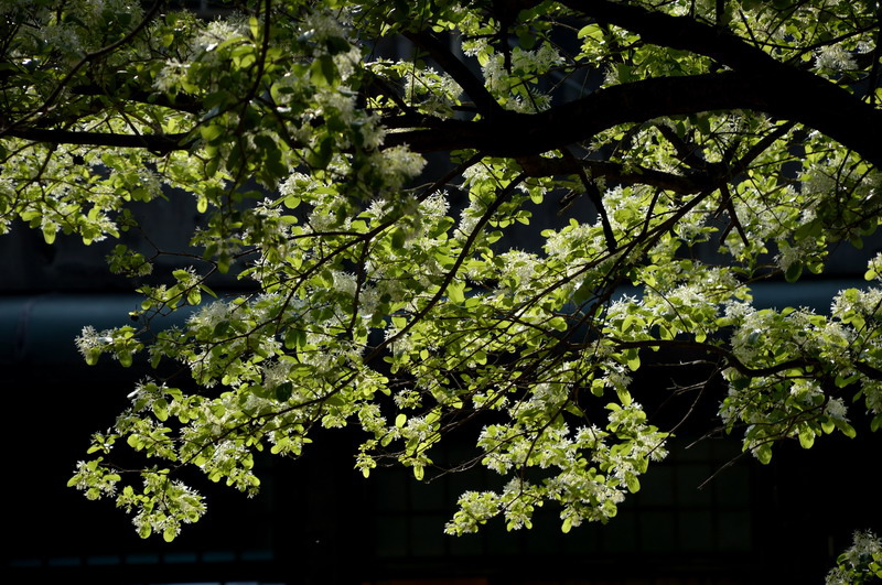 DSC_0230-1_調整大小 