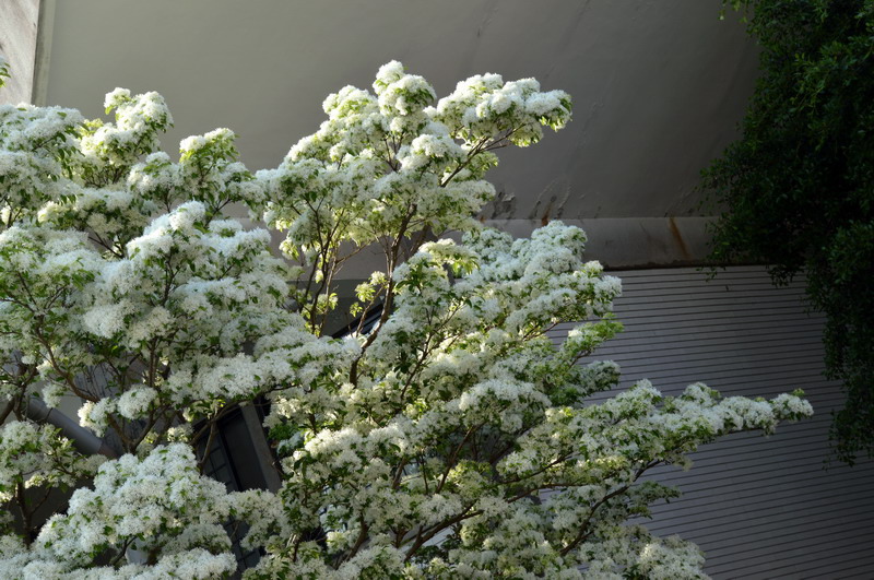 DSC_0270_調整大小 DSC_0270_調整大小