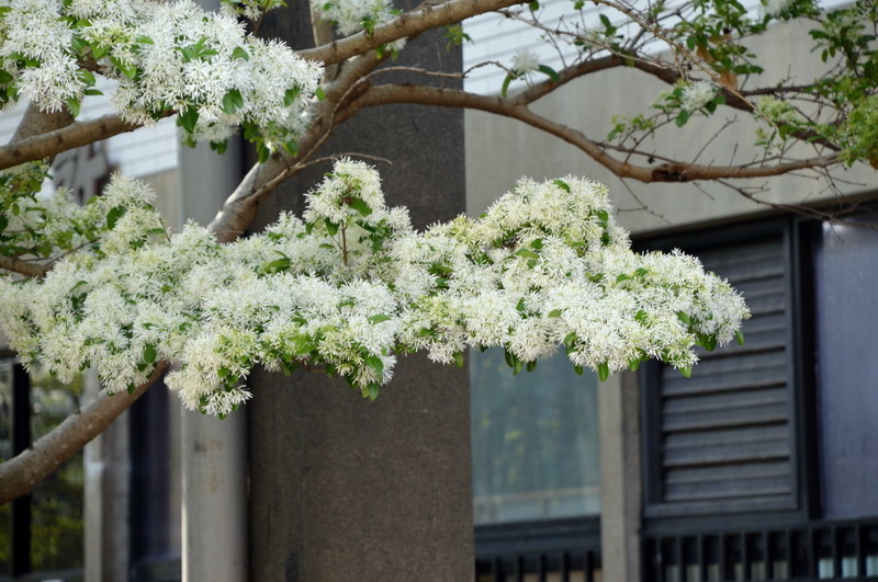 DSC_0275_調整大小 DSC_0275_調整大小