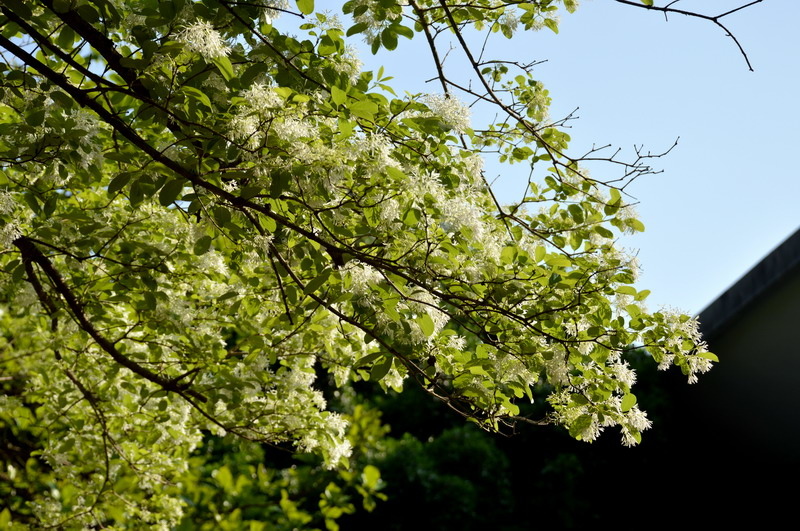 DSC_0245-1_調整大小 DSC_0245-1_調整大小