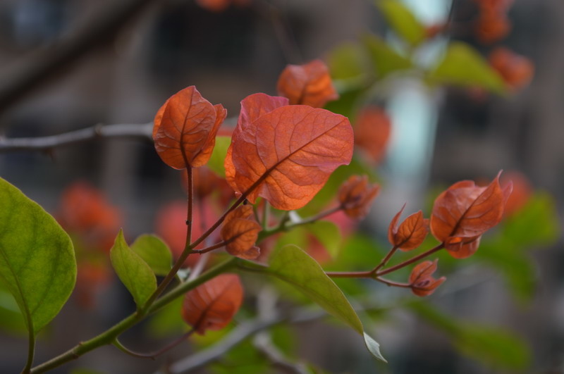 DSC_0091_調整大小 