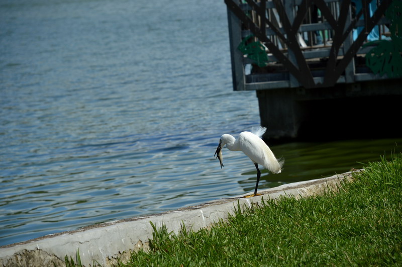 DSC_0137_調整大小 