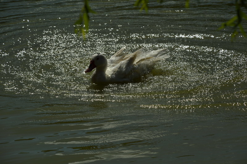 DSC_0164-1_調整大小 