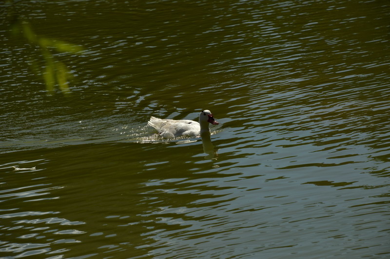 DSC_0155_調整大小 DSC_0155_調整大小
