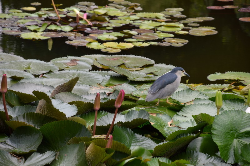 DSC_0266_調整大小 