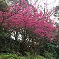 桐花公園