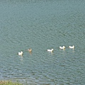 湖邊的母鴨帶小鴨