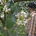 王雅玲-淵葉柚子園麻豆文旦柚子009.jpg