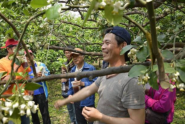 王雅玲-淵葉柚子園麻豆文旦柚子044.jpg