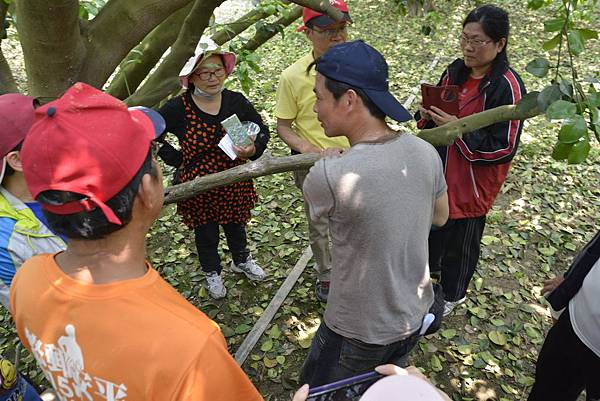 王雅玲-淵葉柚子園麻豆文旦柚子066.jpg