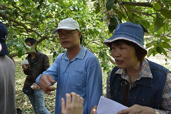 王雅玲-淵葉柚子園麻豆文旦柚子068.jpg