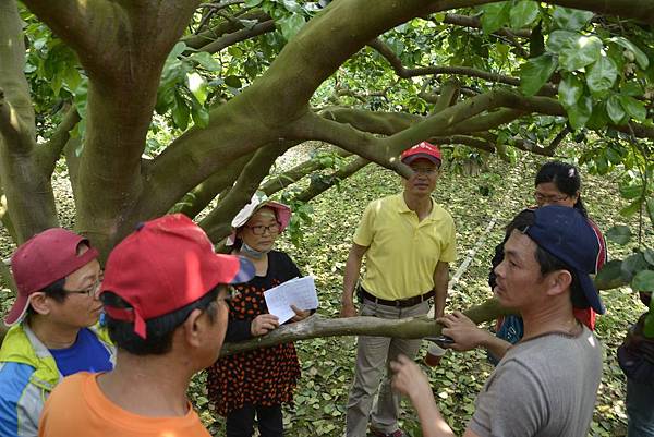 王雅玲-淵葉柚子園麻豆文旦柚子072.jpg