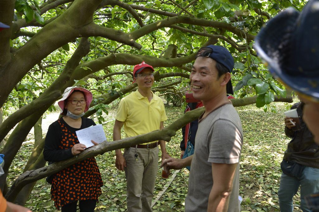 王雅玲-淵葉柚子園麻豆文旦柚子077.jpg