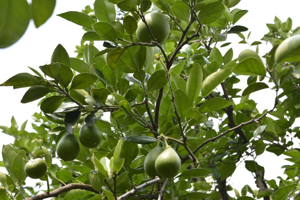 林助育麻豆文旦柚子013.jpg 林助育麻豆文旦柚子013.jpg