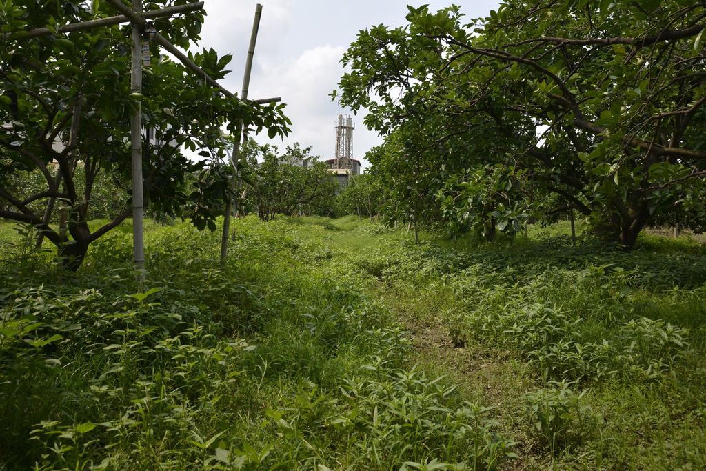 林助育麻豆文旦柚子014.jpg 林助育麻豆文旦柚子014.jpg