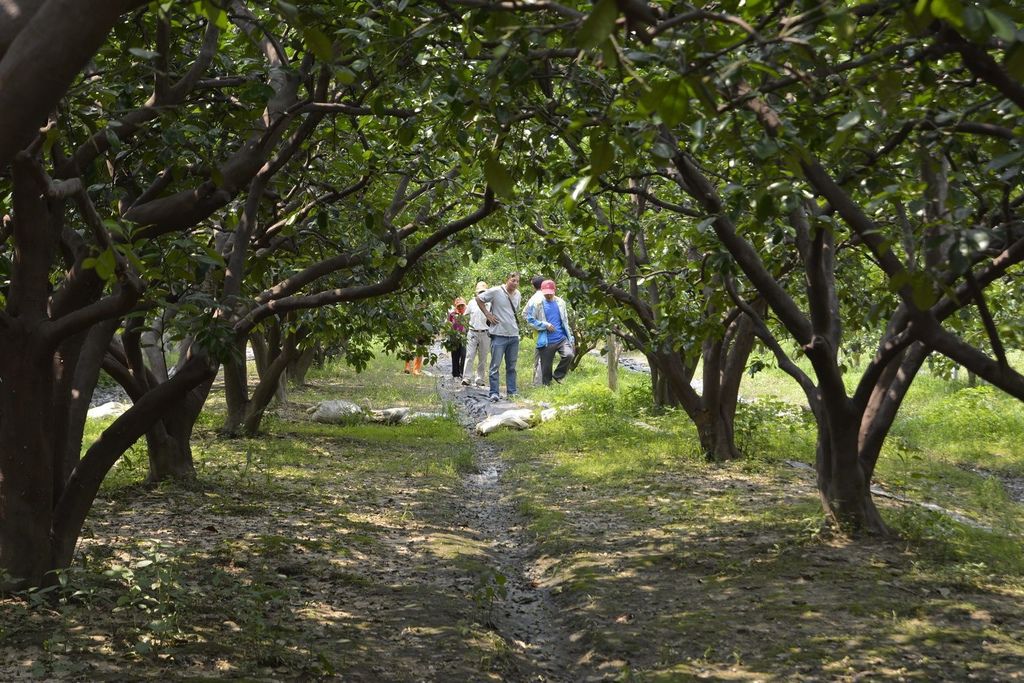 林助育麻豆文旦柚子024.jpg 林助育麻豆文旦柚子024.jpg