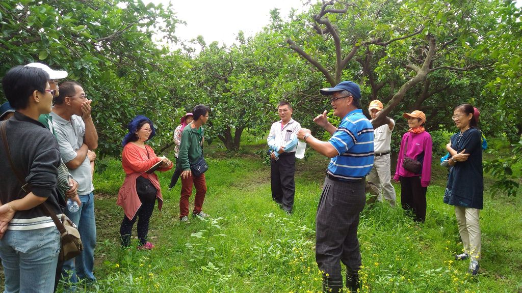 麻豆文旦柚子林助育002