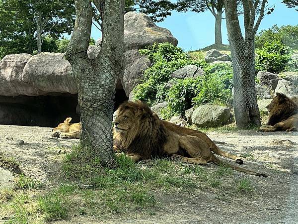 2023九州自助-Day4(九州自然動物園-陽光庵旅館Hin