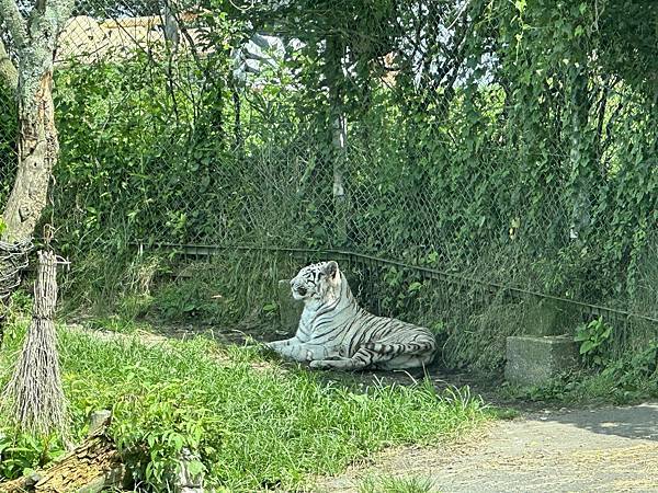 2023九州自助-Day4(九州自然動物園-陽光庵旅館Hin