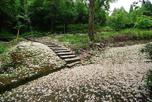 桐花旅遊景點