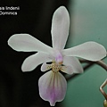 Phalaenopsis lindenii-2.JPG