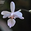 Phalaenopsis lindenii-3.JPG