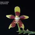 Phalaenopsis kunstleri.JPG