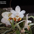 Phalaenopsis lobbii-1.JPG
