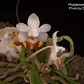 Phalaenopsis lobbii-2.JPG