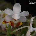Phalaenopsis lobbii-3.JPG