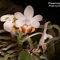 Phalaenopsis lobbii-4.JPG