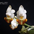Phalaenopsis lobbii-5.JPG