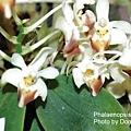 Phalaenopsis lobbii-6.JPG