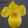 Paphiopedilum armeniacum.jpg