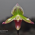 Paphiopedilum barbatum-1.JPG