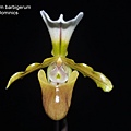 Paphiopedilum barbigerum.JPG