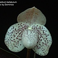 Paphiopedilum bellatulum-1.JPG
