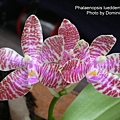 Phalaenopsis lueddemanniana.JPG