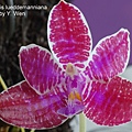 Phalaenopsis lueddemanniana-1.JPG