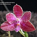 Phalaenopsis lueddemanniana-2.JPG