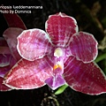 Phalaenopsis lueddemanniana-3.JPG