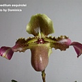 Paphiopedilum esquirolei.jpg