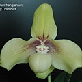 Paphiopedilum hangianum-1.JPG