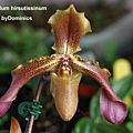 Paphiopedilum hirsutissinum.jpg