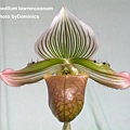 Paphiopedilum lawrenceanum.JPG